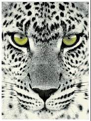 Teppich Leopard Designer 33311-150